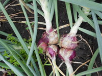 DSCN4613.JPG