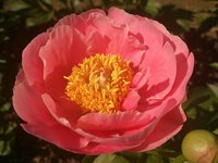IMG_20130602_213115.jpg