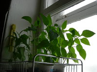 DSCN0999.JPG