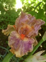 IMG_20130603_010654.jpg
