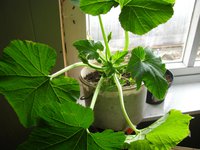IMG_2977.JPG