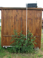 2012_07_07томаты черри в пристеночной траншее.jpg