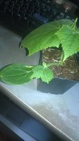 WP_20170514_002.jpg
