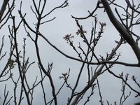 IMG_0020.JPG