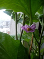 IMG_20170517_083111.jpg