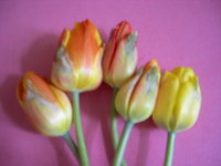 DSCN1026.JPG