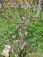 IMG_0033.JPG