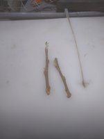 IMG_20170518_100904.jpg