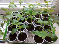 IMG_20170516_0802012.jpg