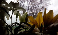 IMG_20170516_124915.jpg