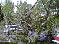 IMG_20170523_080211[1].jpg