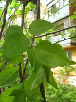 IMG_1218.JPG