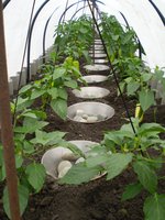 P1010065 (2).JPG