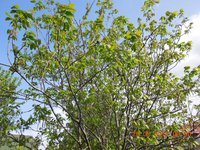 DSCN5648.JPG