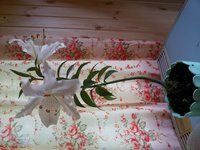 20170528_132908.jpg