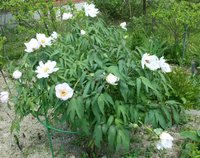 IMG-20170531-WA0001_cr.jpg