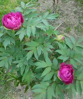 IMG-20170531-WA0002_cr.jpg