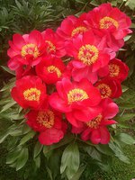 IMG_20130606_105433.jpg