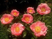 IMG_20130606_114218.jpg