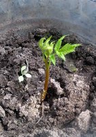 IMG-20170527-WA0002.jpg