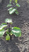 20170530_173047.jpg