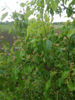 IMG_20170606_093054.jpg