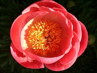IMG_20130606_163343.jpg