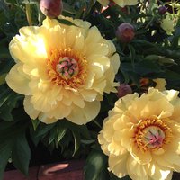 IMG_3494.JPG