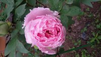 20170606_083942.jpg
