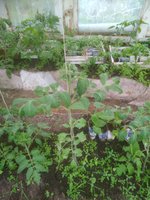 IMG_20170609_185155.jpg