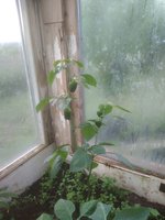 IMG_20170610_055934.jpg