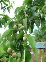 Избранница 14.06.2017г..jpg