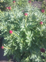 IMG_20170615_094150.jpg