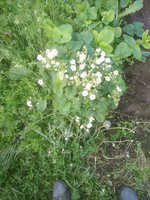 IMG_20170614_181045.jpg