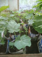 IMG_20170615_093958.jpg