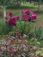 IMG_5315.JPG