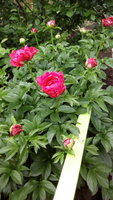IMG_20170615_101955.jpg