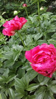 IMG_20170615_101951.jpg