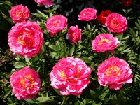 IMG_20130608_182002.jpg