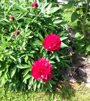 IMG_6460.JPG