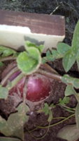 IMG_20170618_132622.jpg