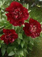IMG_20130608_192828.jpg