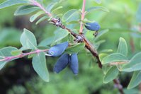 IMG_7954.jpg