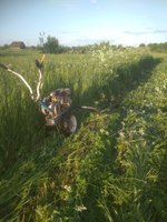IMG_20170618_195034.jpg