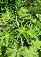 20170618_154722.jpg