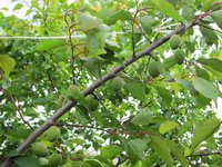IMG_0052.JPG
