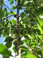 IMG_0053.JPG