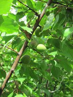 IMG_0054.JPG