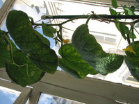 IMG_0990.JPG