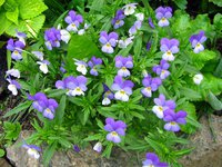 IMG_3207.JPG